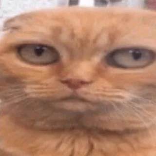 🐱