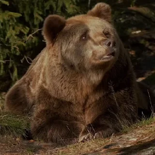 🤩