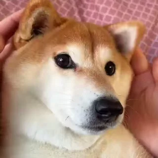 👏