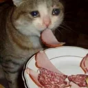 🐱
