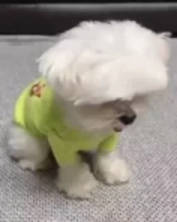 🐶