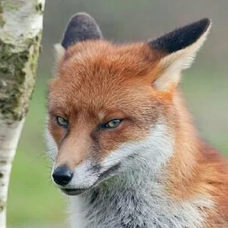 🦊