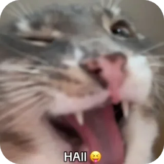 🐱