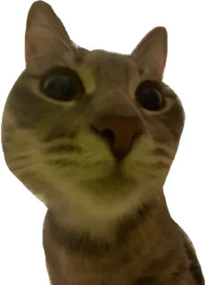 ❓