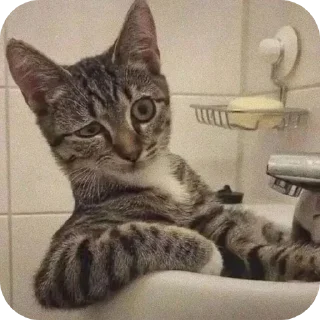 🐱