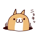 🐶