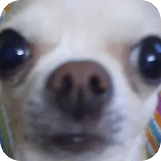 🐶