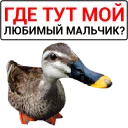 🦆