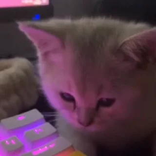 🐈‍⬛