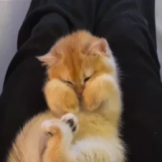 🐈‍⬛️