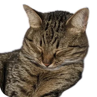 🐱