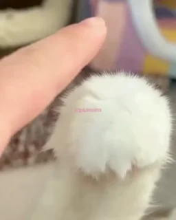 😻