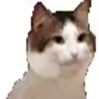 😺