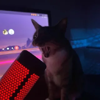 🐈