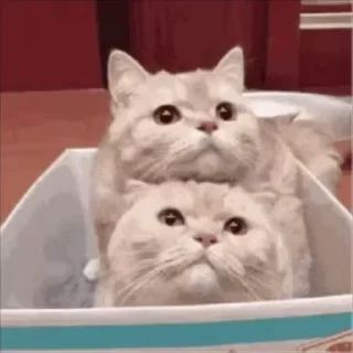 😽