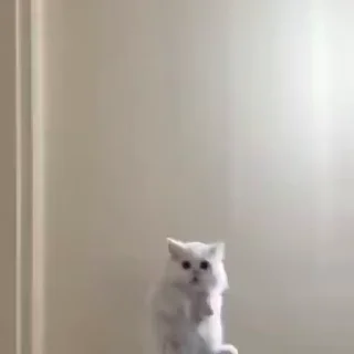 🎈