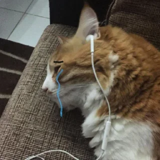 😿