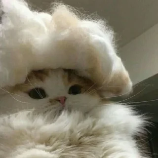😸