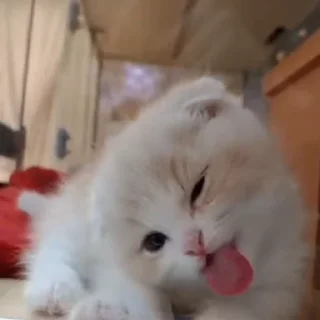 👅