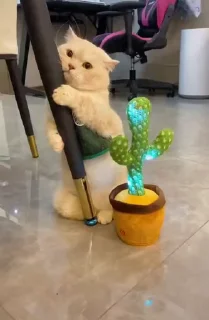🐈