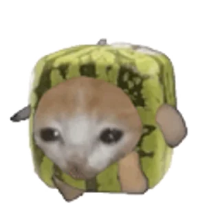 🐈