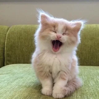 😺