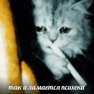 😺