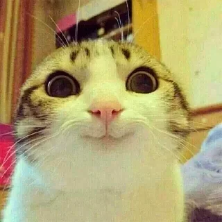 😺