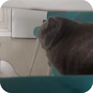 🐱
