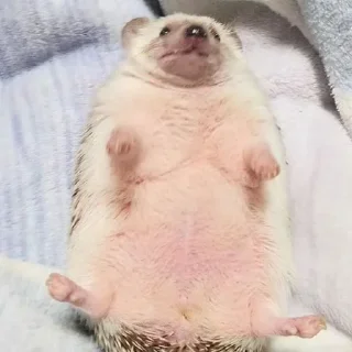 🦔