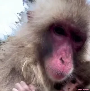🐵