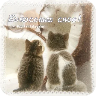 🐱