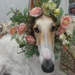 🌸
