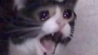 😿