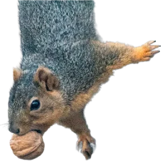 🌰