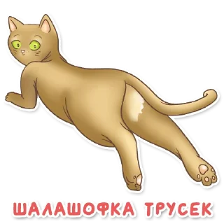 😽