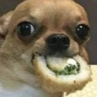 🐶