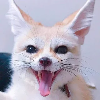 I'm Fennec | by @Ha1Gud