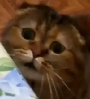 🌚