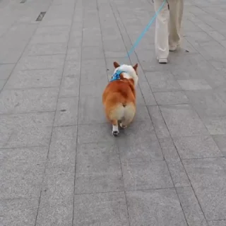 🐶