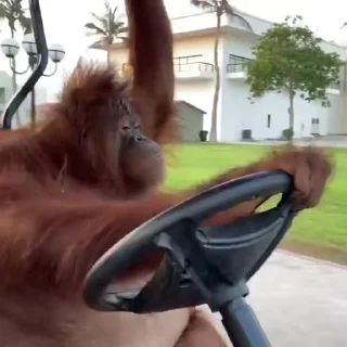 🐒