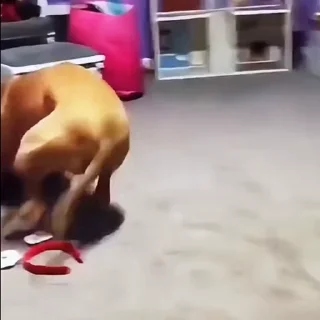 🐩