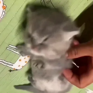 🐈