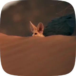 fennec fox @createvety