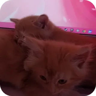 🐱