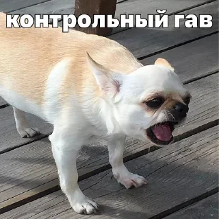🦮