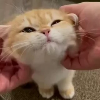 🥺