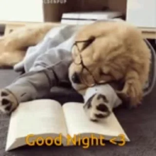 🐶