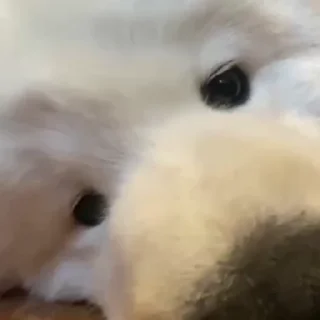 🤍