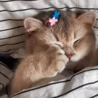 🥺